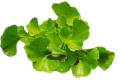 GINKGO BILOBA EXTRACT 24/6 - 1