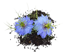 NIGELLA SATIVA EXTRACT 10:1 - 1