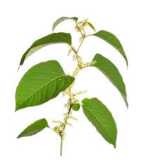 POLYGONUM CUSPIDATUM EXTRACT %90 RESVERATROL - 1