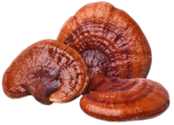 REISHI MUSHROOM EXTRACT %30 POLYSACHARIDES - 1