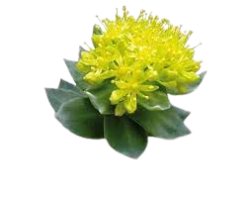 RHODIOLA ROSEA EXTRACT %0.5 ROSAVINS - 1