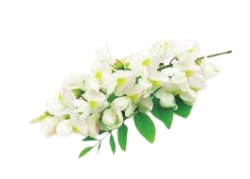 SOPHORA JAPONICA EXTRACT 20:1 - 1