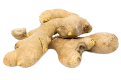 GINGER (ZENCEFİL) EXTRACT - 1